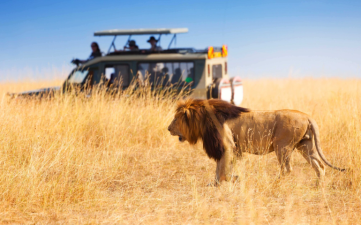 Best Safari Experiences Outside Africa